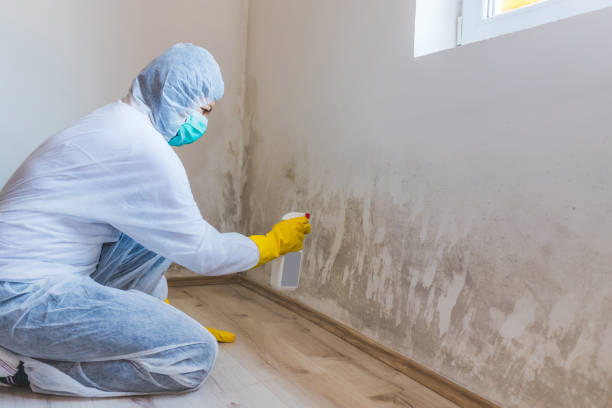 Licensed Bathroom Mold Removal service in Bellevue, IL - WQB Mold Removal