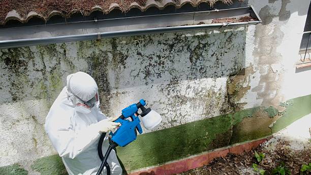Top rated local Bathroom Mold Removal specialists in Bellevue, IL